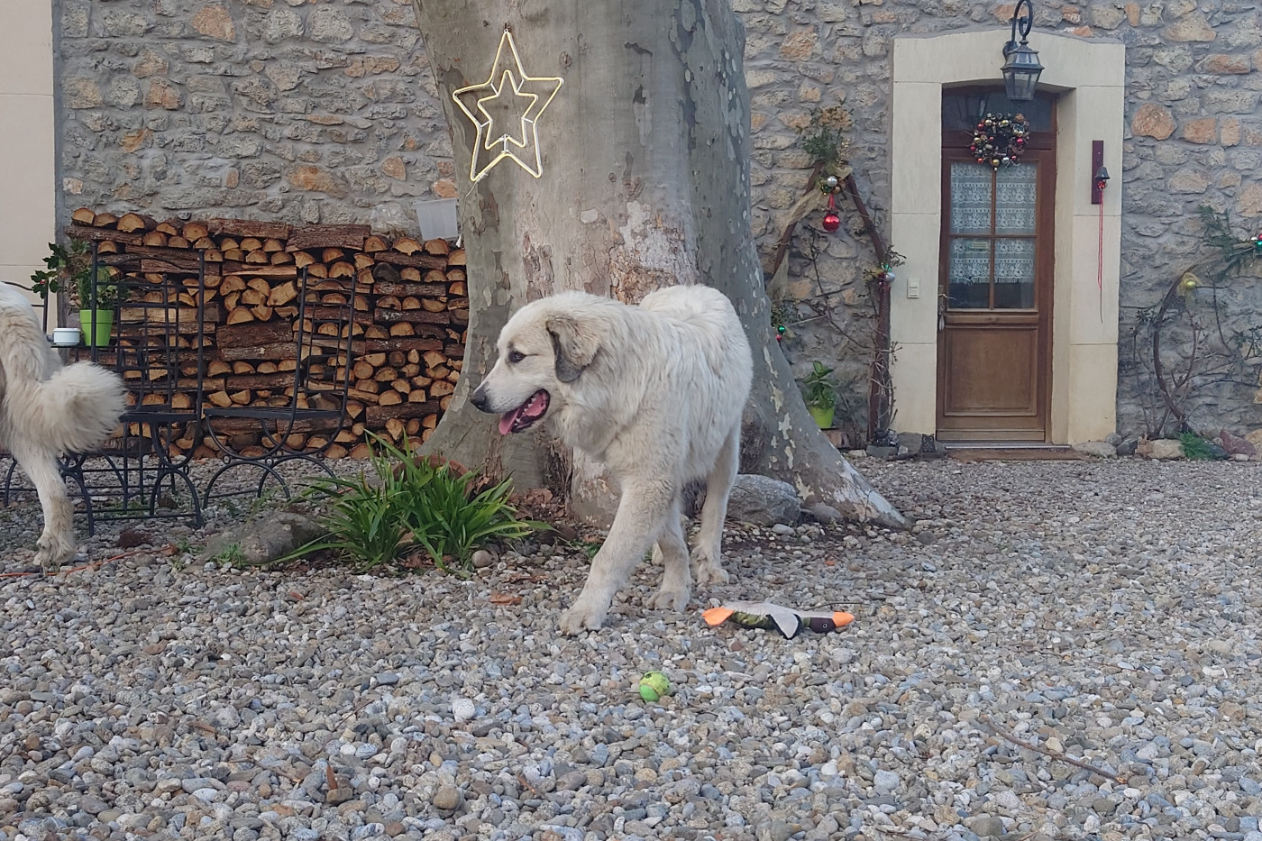 Des Gardiens De Fenouillèdes - Chiots disponibles - Chien de Montagne des Pyrenees