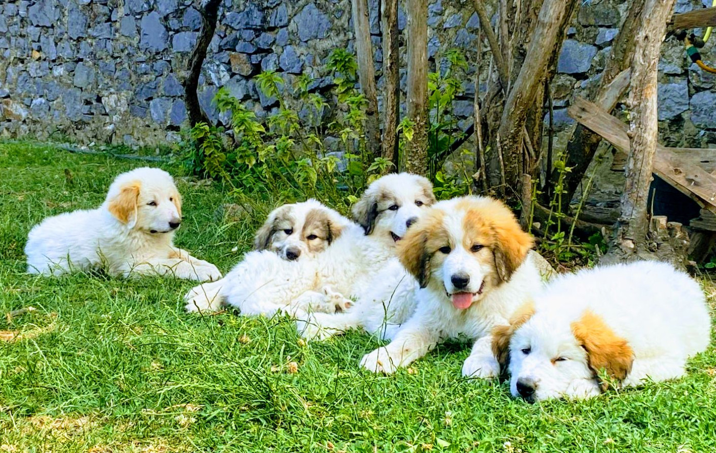 Des Gardiens De Fenouillèdes - Chien de Montagne des Pyrenees - Portée née le 20/04/2025