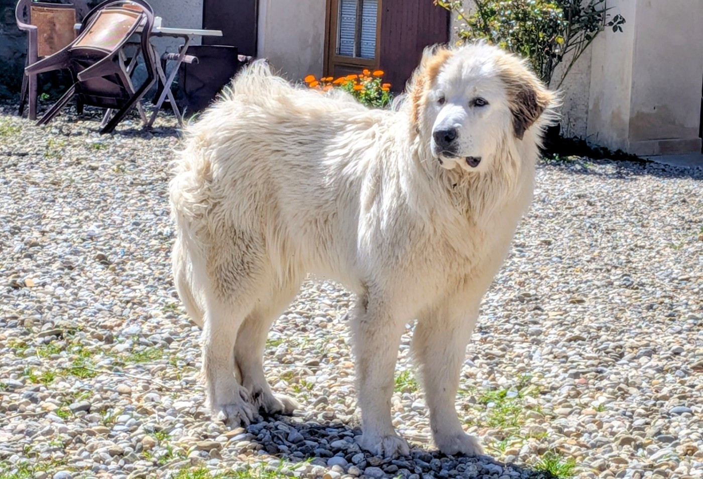 Des Gardiens De Fenouillèdes - Chiots disponibles - Chien de Montagne des Pyrenees