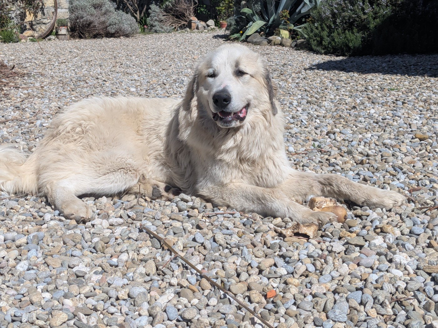 Des Gardiens De Fenouillèdes - Chiots disponibles - Chien de Montagne des Pyrenees